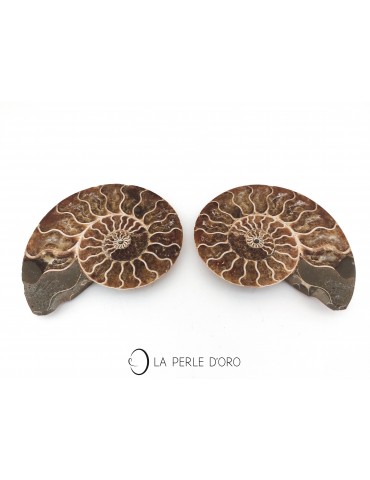 Ammonite fossilisée...