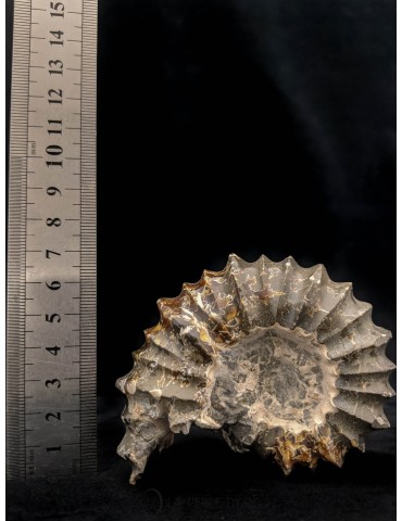 Fossilized Ammonite...