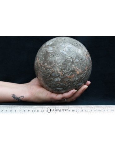 Fossilized shells, Sphere...