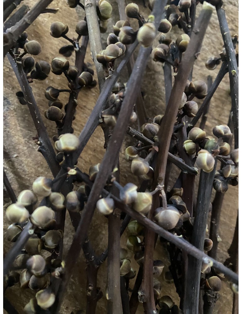 Brin de bourgeons de laurier